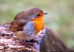 Robin A4 Card