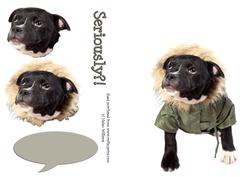 Staffordshire Bull Terrier Pup Card Front