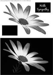 Black and White Daisy Card Front.