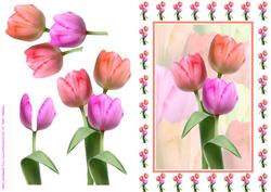 Tulip Card Front & Step by Step