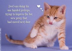Kitten Humorous A4 Card.