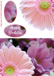Pink Gerbera Quick Card