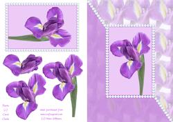 Purple Iris Step by Step