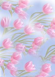 Misty Tulip Pink & Blue Paper