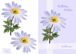 Anemone Birthday Card