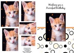 Kitten Purfect Birthday Pyramid