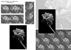 Anemone Card Front. Black and White