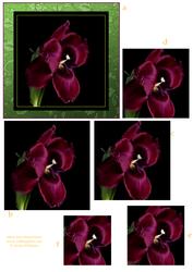 Frilly Tulip 'electric' Pyramid