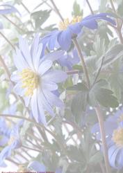Purple Anemone Vellum