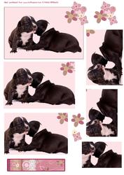 Gossip Girls Puppy Card Pyramid Part Two