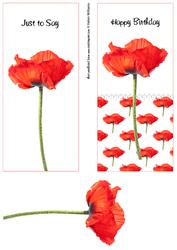 Single Red Poppy Dl Card Front Duo.