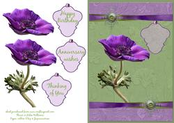 Purple Anemone Step by Step