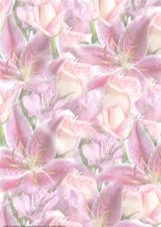 Lily & Rose Vellum