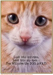 Cat Hypnotise Card Topper