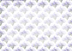 Californian Bluebell Insert