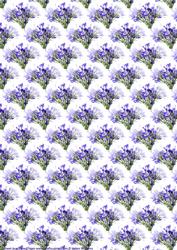 Californian Bluebell Background