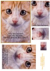 Cat Funny Pyramid