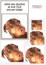 Doberman Shock 7x5inch Pyramid
