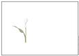 White Cala Lily Insert