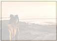 Staffordshire Bull Terrier at Sunset Insert