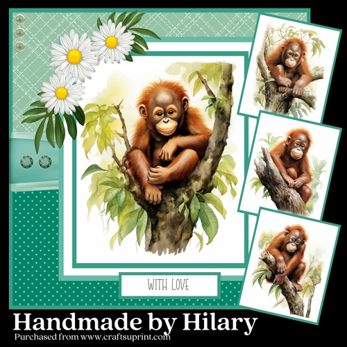 Baby Orangutan