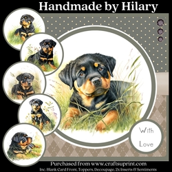 Gorgeous Rottweiler Dogs