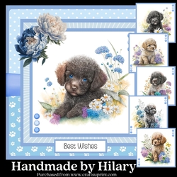 Poodle Pups