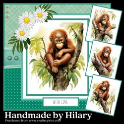 Baby Orangutan