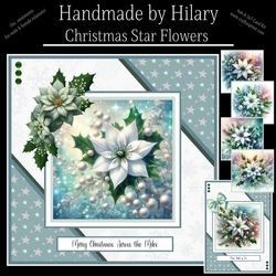 Christmas Star Flowers