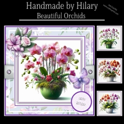 Beautiful Orchids