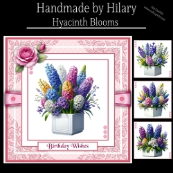 Hyacinth Blooms