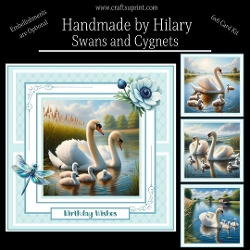 Swans and Cygnets