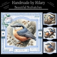 Beautiful Nuthatches