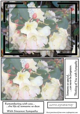 White Rhododendron Sympathy Card
