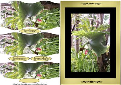 Staghorn Fern Wavy Pyramid