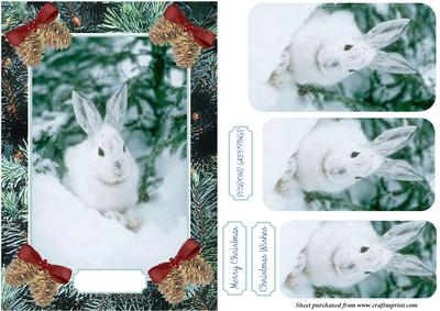 Wild Rabbit in the Snow