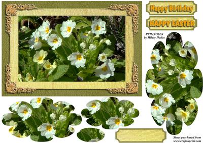 Primroses