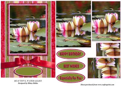 Beautiful Water Lilies
