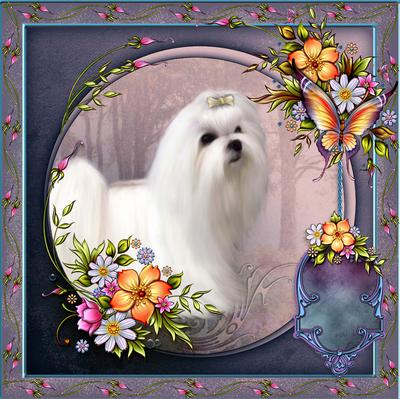 Maltese Beauty