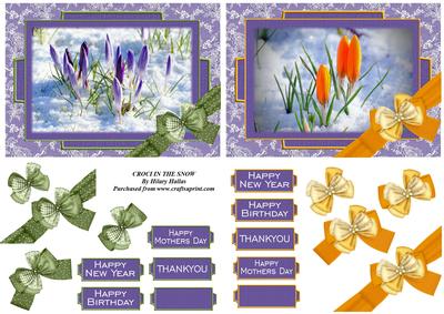 Croci in the Snow