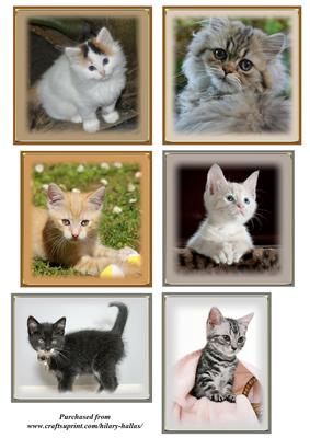 Cute Kitten Toppers