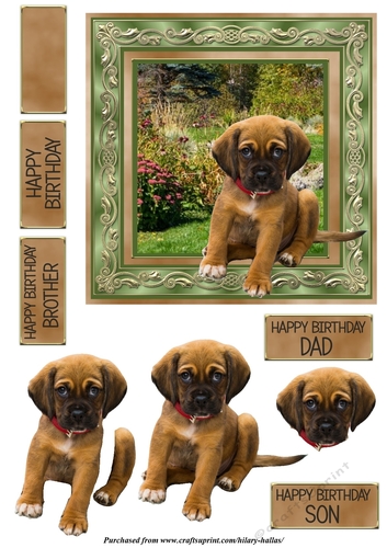 Cute Puppy