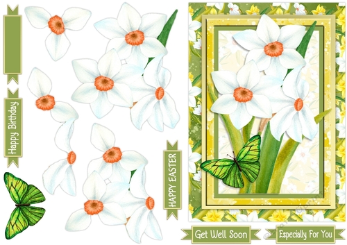 Watercolour Narcissi & Butterfly