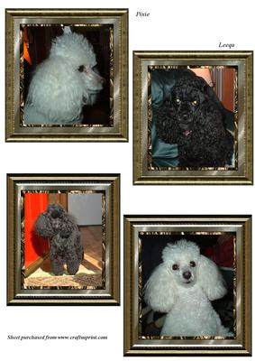 Poodle Toppers
