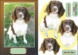 A5 Springer Spaniel Card Front