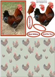 Little Red Rooster