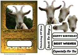 White Goat Step by Step