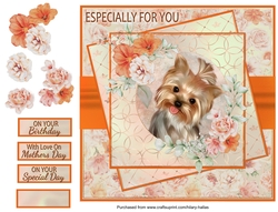Cute Little Yorkie