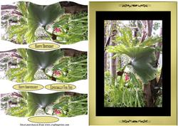 Staghorn Fern Wavy Pyramid