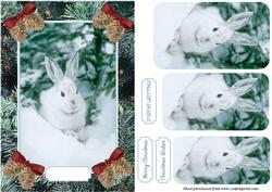 Wild Rabbit in the Snow